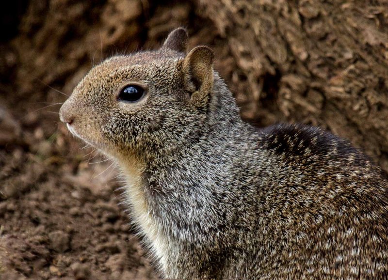 California Ground SquirrelRacine ErlandCAPA 2015  Wildlife