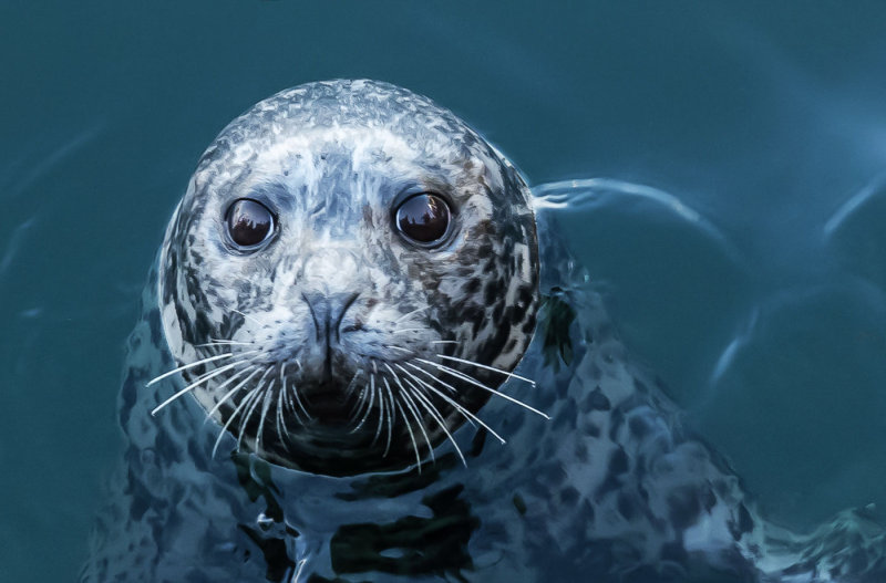 Zosia Miller2015 CAPA Nature/WildlifeFriendly Seal