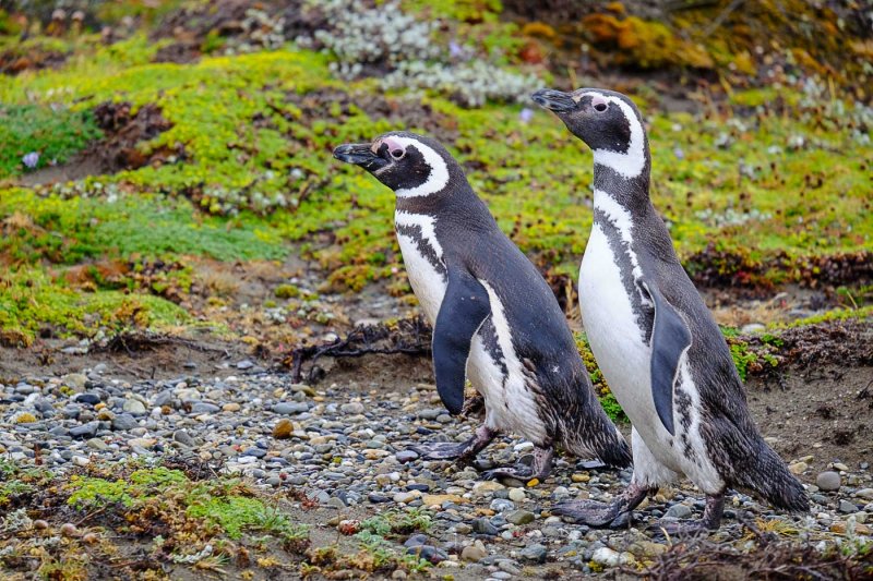 Magellan Penguin Couple<br>Alan Story<br>CAPA 2015  Wildlife