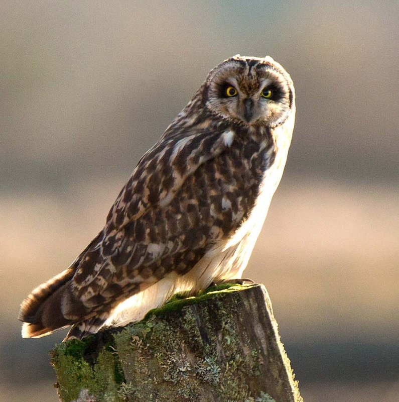 Short Eared OwlDon BrownCAPA 2015  Wildlife