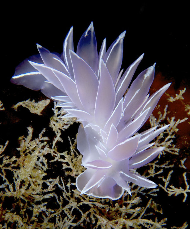 Frosted NudibranchWendy CareyCAPA 2015  Wildlife24 points tied