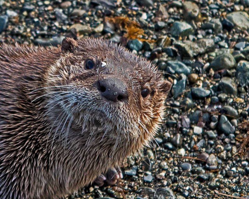 Baby OtterMichael  RosenCAPA 2015  Wildlife23 points tied