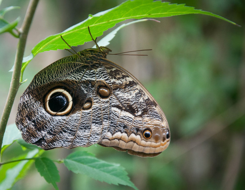 Owl ButterflyJan HeerwagenCAPA 2015  Wildlife23 points tied