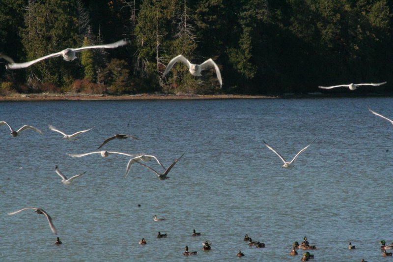 A Flock of BirdsEleanor CreightonCAPA Fall 2015 Nature