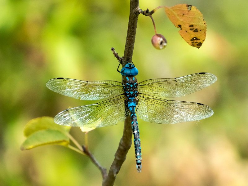Blue Darner DragonflyRachel PenneyCAPA Fall 2015 Nature