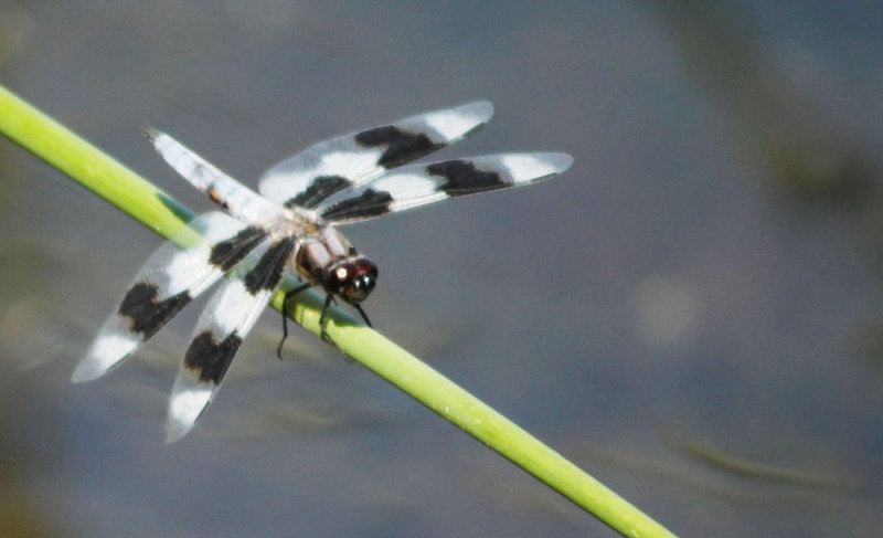Diana Peglar<br>2015 CAPA Fall Nature<br>Dragonfly