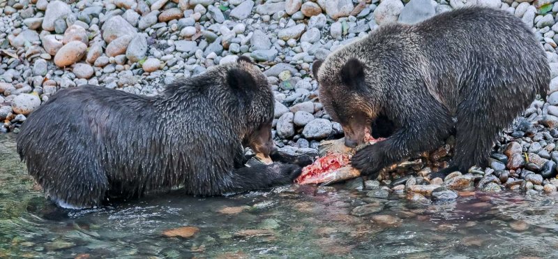 Grizzly Cubs ShareRachel PenneyCAPA Fall 2015 NaturePoints: 21