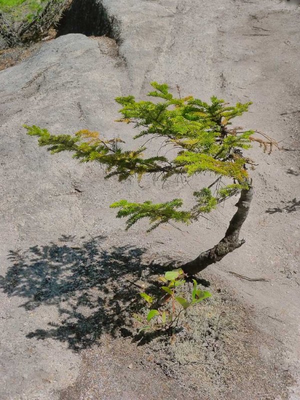 Hemlock Mountain SurvivorPatricia RankinCAPA Fall 2015 Nature