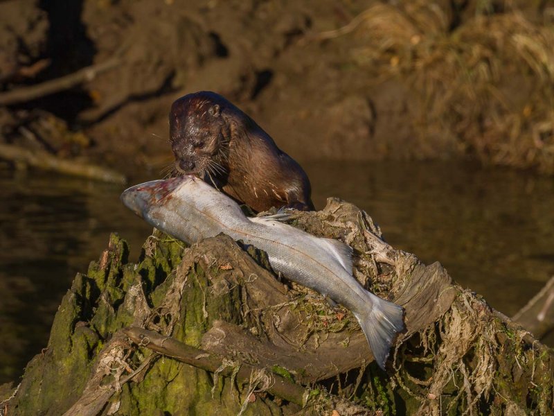 Otter and SalmonBarry HetschkoCAPA Fall 2015 NaturePoints: 22 tied