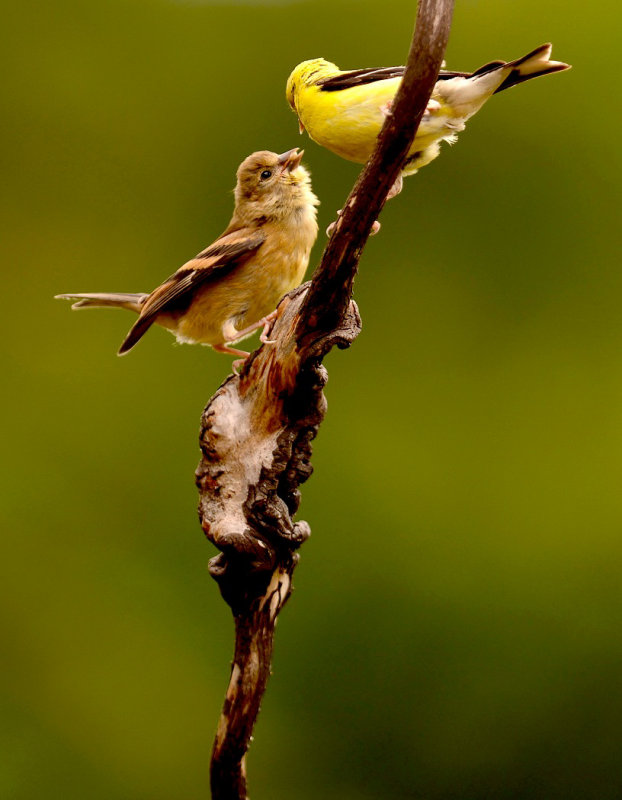 Goldfinch FeedingWendy CareyCAPA Fall 2015 Nature