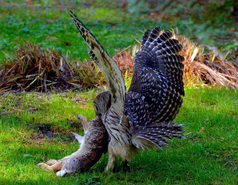 Barred OwlWendy CareyCelebration of Nature 2015
