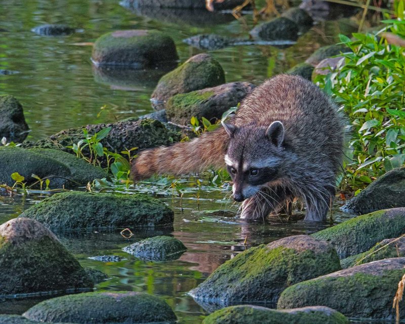 Being a RacoonMichael RosenCelebration of Nature 2015Points: 20.6