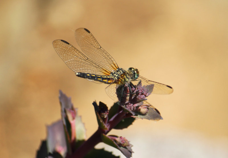 Golden DragonflyWilma HarvieCelebration of Nature 2015
