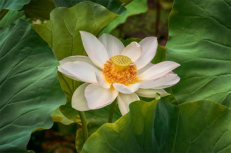 Okayama Lotus Flower - Eric Koob - CAPA 2016 Pacific Zone Print Competition - Points: 22