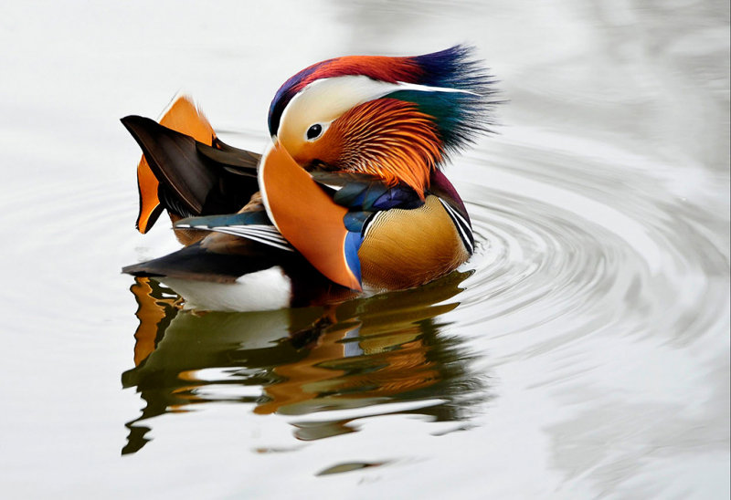 Mandarin Duck - Cim MacDonald - CAPA 2016 Pacific Zone Print Competition - Points: 25*Honour Award*