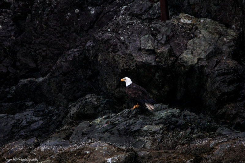 Tom MurchieThe eagle has landed.