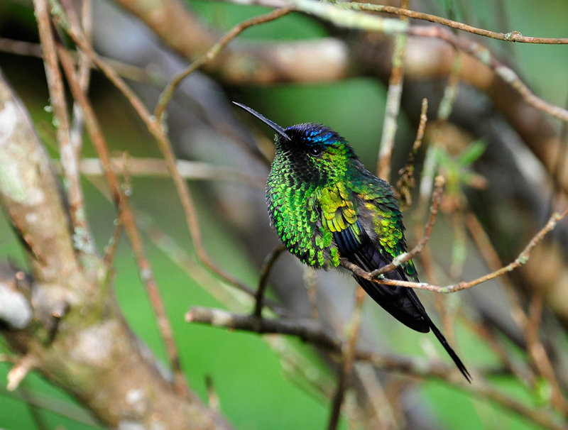 Fluffed Up - Cim MacDonaldCAPA 2016 Spring WildlifePoints: 22 tied