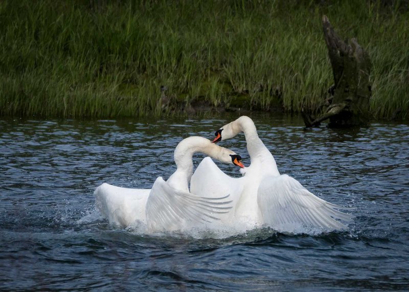 Mute Swans CourtshipRachel PenneyCAPA 2016 Spring WildlifePoints: 22 tied