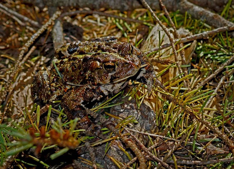 Western Toad CamouflageRachel PennyCAPA 2016 Spring Wildlife