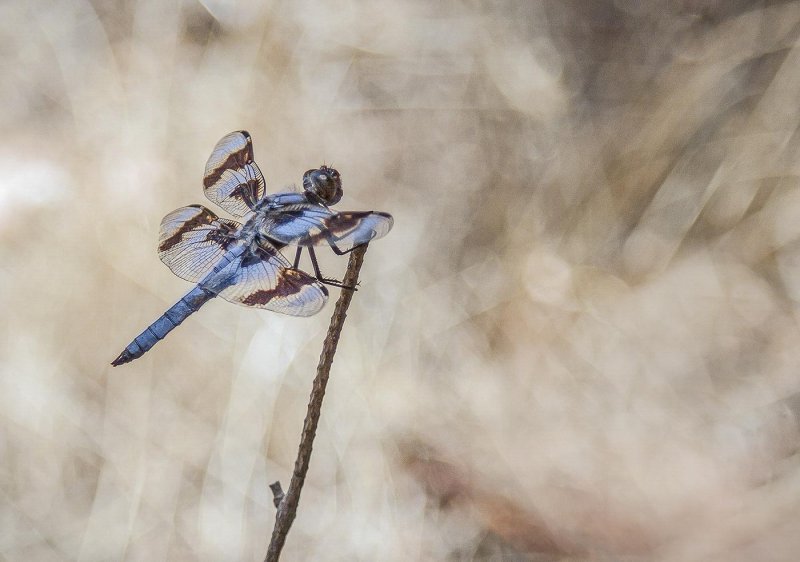 Blue Dragonfly RestingRosemary RatcliffCAPA 2016 Spring WildlifePoints: 21