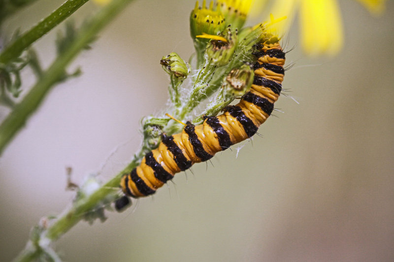 Cinnabar Moth Caterpillar Rosemary RatcliffCAPA 2016 Spring Wildlife