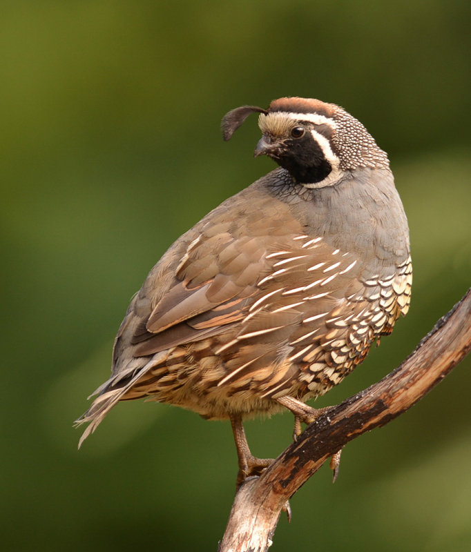 Quail on Guard - Wendy CareyCAPA 2016 Spring WildlifePoints: 26