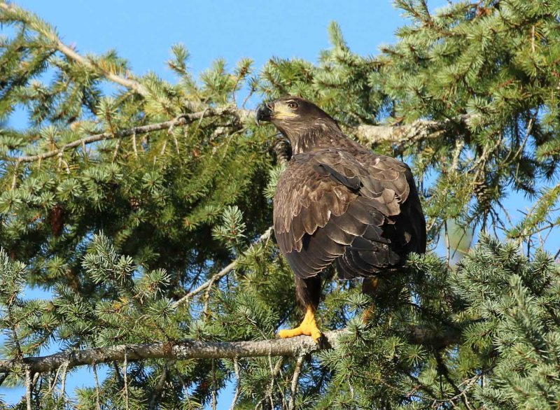 Juvenile Bald Eagle - Wilma HarvieCAPA 2016 Spring WildlifePoints: 20