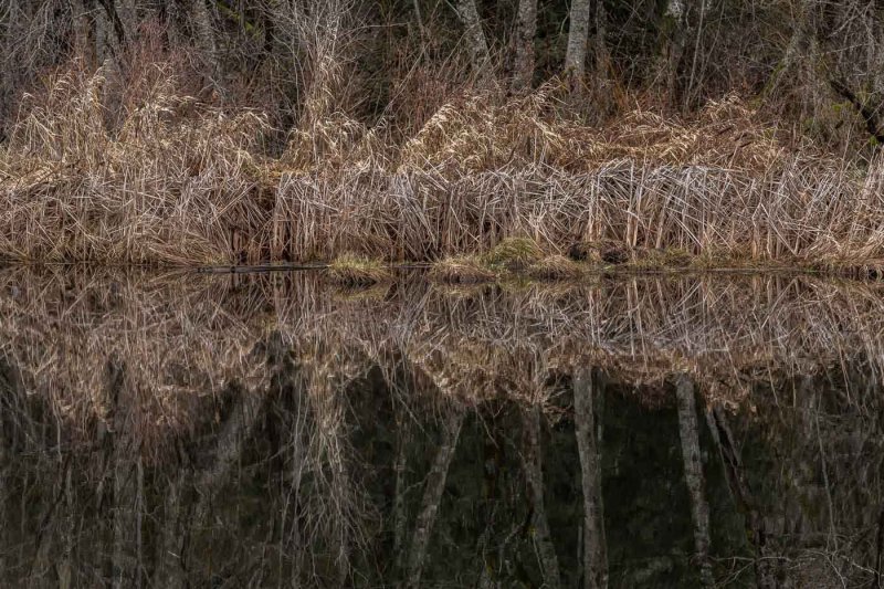 Rushes Reflection - Lois DeEllCAPA 2016 Spring OpenPoints: 21.5