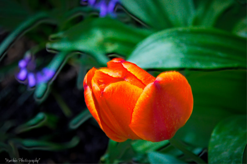 Tom Murchie A lone tulip