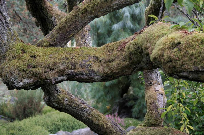 Twisting BranchesEleanor CreightonCAPA Fall 2016 Nature