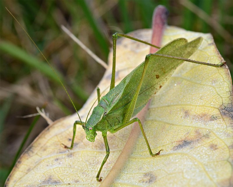 Grasshopper - Tony PaineCAPA Fall 2016 NaturePoints: 20 tied