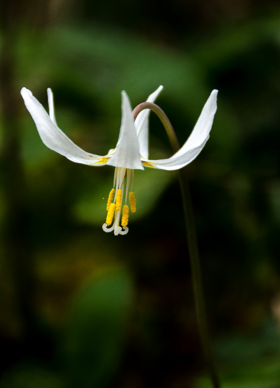 Fawn Lily - Valerie Payne<br>CAPA Fall 2016 Nature