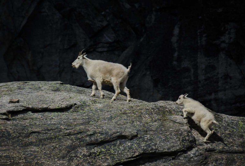  Gimlis Goats - Valerie PayneCAPA Fall 2016 Nature