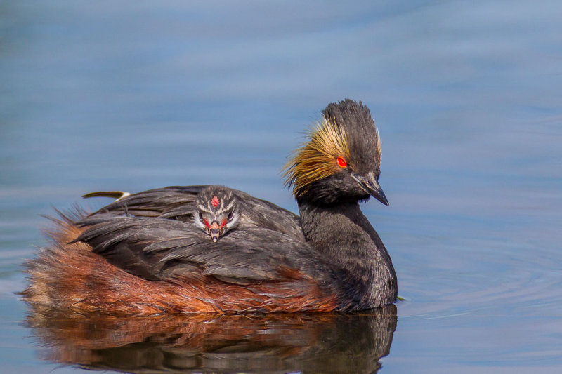 William Labbe  Eared Grebe Chick on Parent's Back   Celebration of Nature 2016  Points: 23