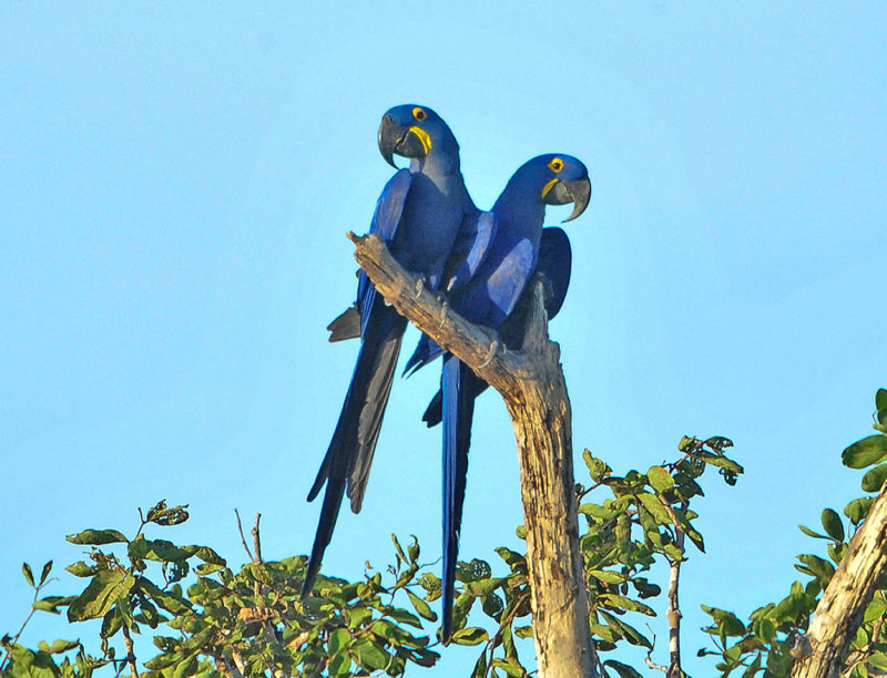 Cim MacDonald  Blue Macaw