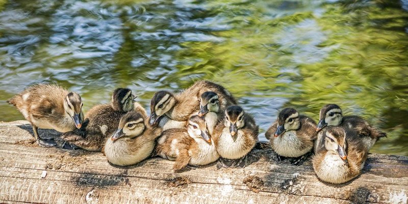 Rosemary Ratcliffe <br> Ten Wood Duck Chicks