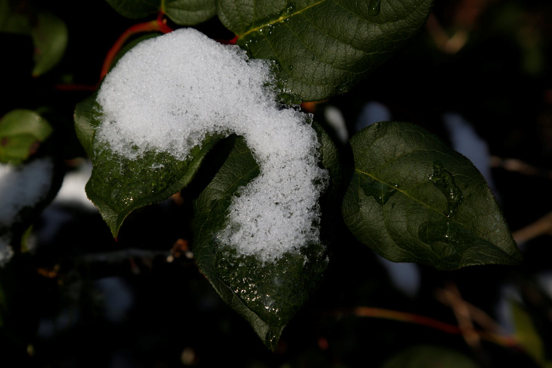 Eleanor CreightonSnowy Leaf