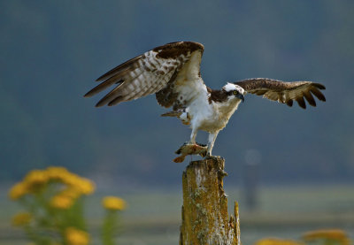 Ospreys Fish Snack - Barry Hetschko<br>CAPA Fall 2012 - Nature - 22 points