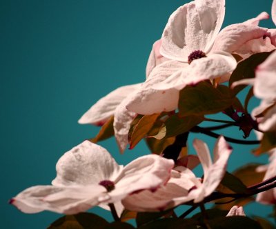 g9/54/364954/3/150133287.lp5hHjC9.jpg