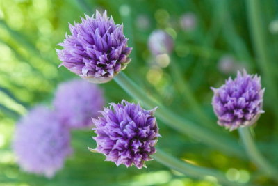 Chives