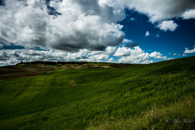 Grain Fields of Palouse.jpg