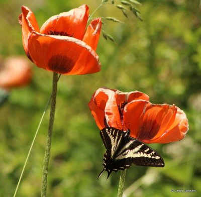 Butterfly on Poppy