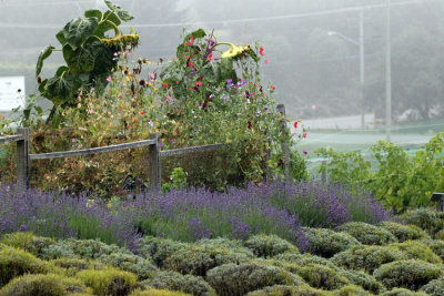 * Damali Lavender Farm, Cobble Hill: September 15, 2013