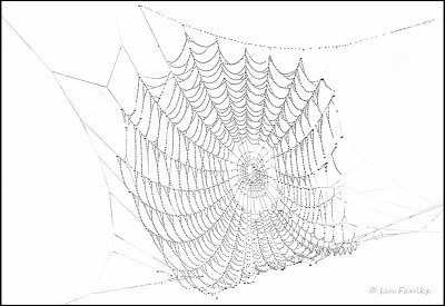 a black widow web maybe?