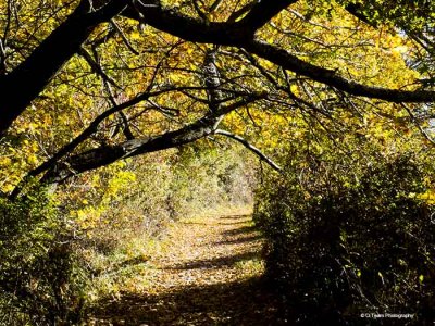 * Buttertubs Marsh, Nanaimo: October 27, 2013