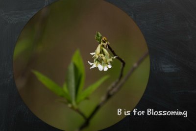 B - Blossoming - RE
