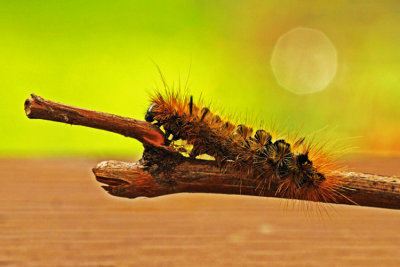 Caterpillar