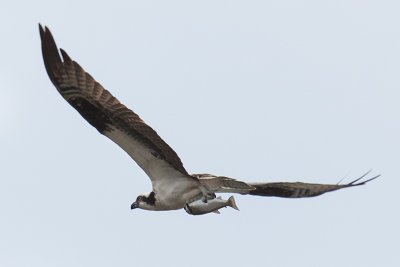 Osprey