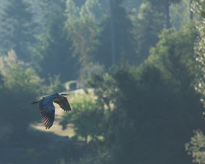 Edward Maxfield<br>Heron in Flight