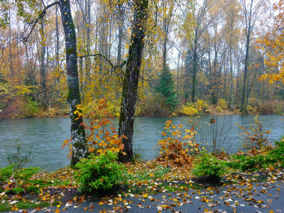 Patricia Rankin<br>2014 June London Drugs<br>Theme: Fall<br>Autumn on the Cowichan River